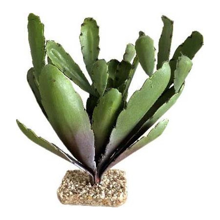 TERRA CACTUS 31cm SCALARE