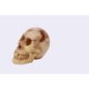 SKULL   180x135x145mm---