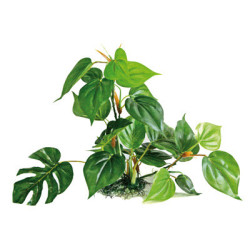 PLANTE ANUBIAS 30cm