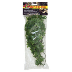 PLANTE CONGO IVY    MM - ZM