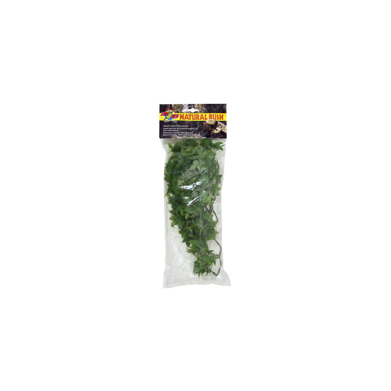 PLANTE CONGO IVY    MM - ZM