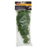 PLANTE CONGO IVY    MM - ZM