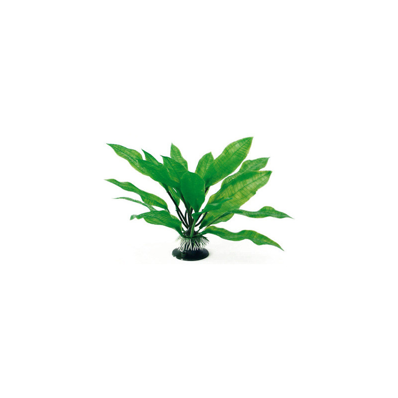 PLANTE ECHINODORUS 18cm