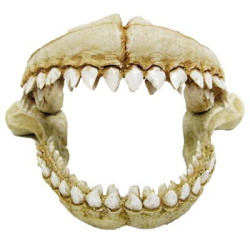 DENTS DE REQUIN 21.3x14.2x13.2cm