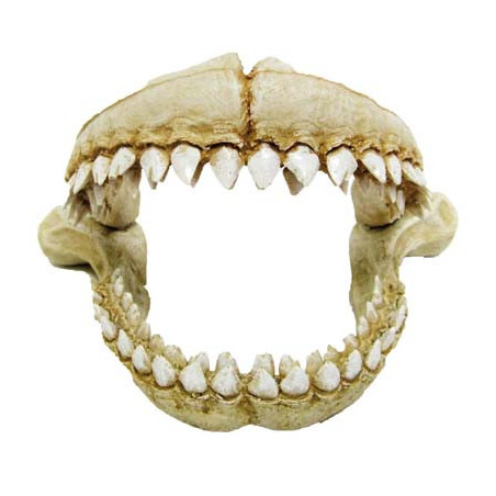 DENTS DE REQUIN 21.3x14.2x13.2cm
