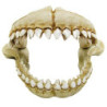 DENTS DE REQUIN 21.3x14.2x13.2cm