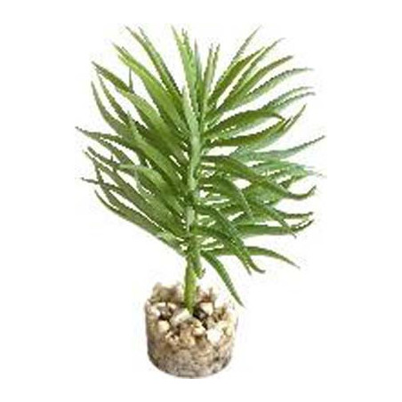 TERRA PLANTE SUCCULENTE 13cm SCALARE