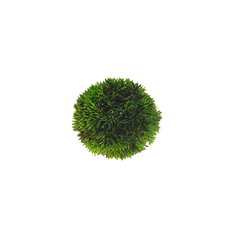 *PLANT BALL 9 cm HOBBY (sur commande)