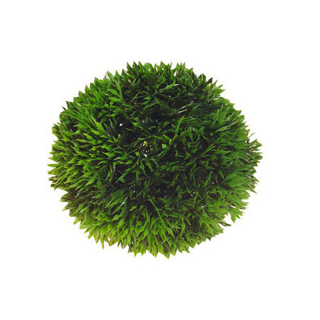 *PLANT BALL 9 cm HOBBY (sur commande)