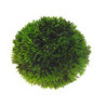 *PLANT BALL 9 cm HOBBY (sur commande)