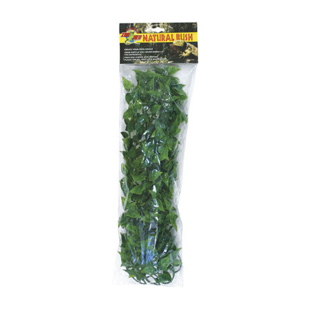 PLANTE MEXICAN PHYLLO  GM    -ZM