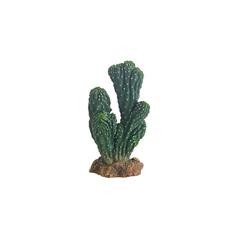 *CACTUS VICTORIA 19cm HOBBY (sur commande)