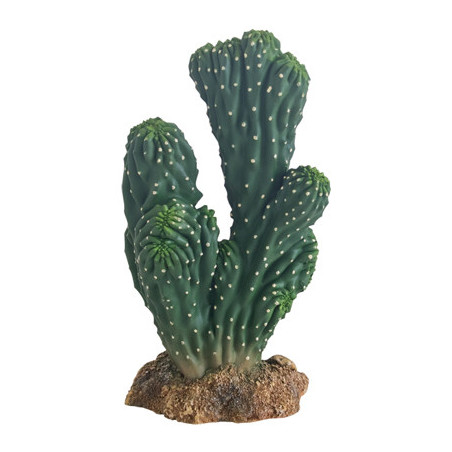 *CACTUS VICTORIA 19cm HOBBY (sur commande)