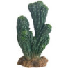 *CACTUS VICTORIA 19cm HOBBY (sur commande)