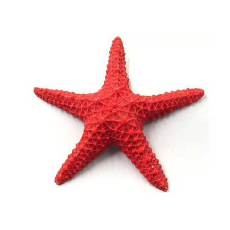 √âtoile de mer 15x15x3cm SCALARE