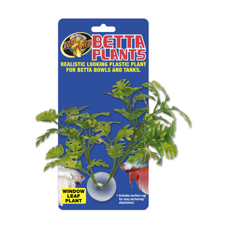 Betta Plant Window Leaf ZOOMED