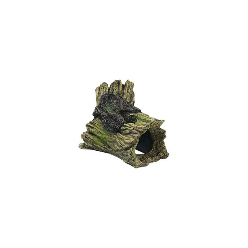 Souche 14x8.5x7.5cm SCALARE