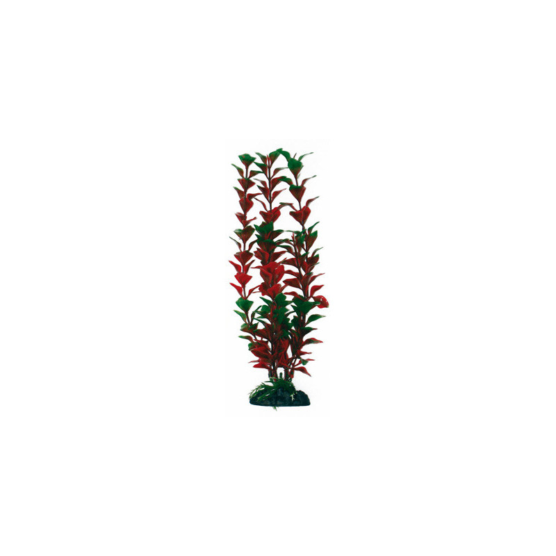 PLANTE LUDWIGIA 12cm
