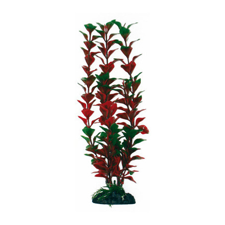 PLANTE LUDWIGIA 12cm