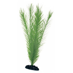 PLANTE BLIYXA 12cm
