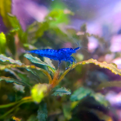 Crevette Blue Velvet – Neocaridina heteropoda bleue | Flore-Aquatique