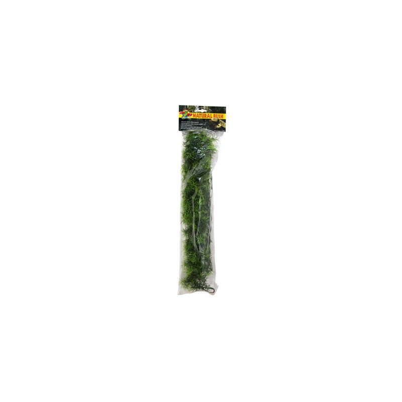 PLANTE CASHUARINA  GM  -ZM-----
