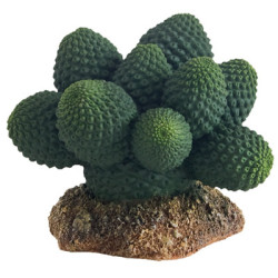 *CACTUS ATACAMMA 7cm HOBBY (sur commande)