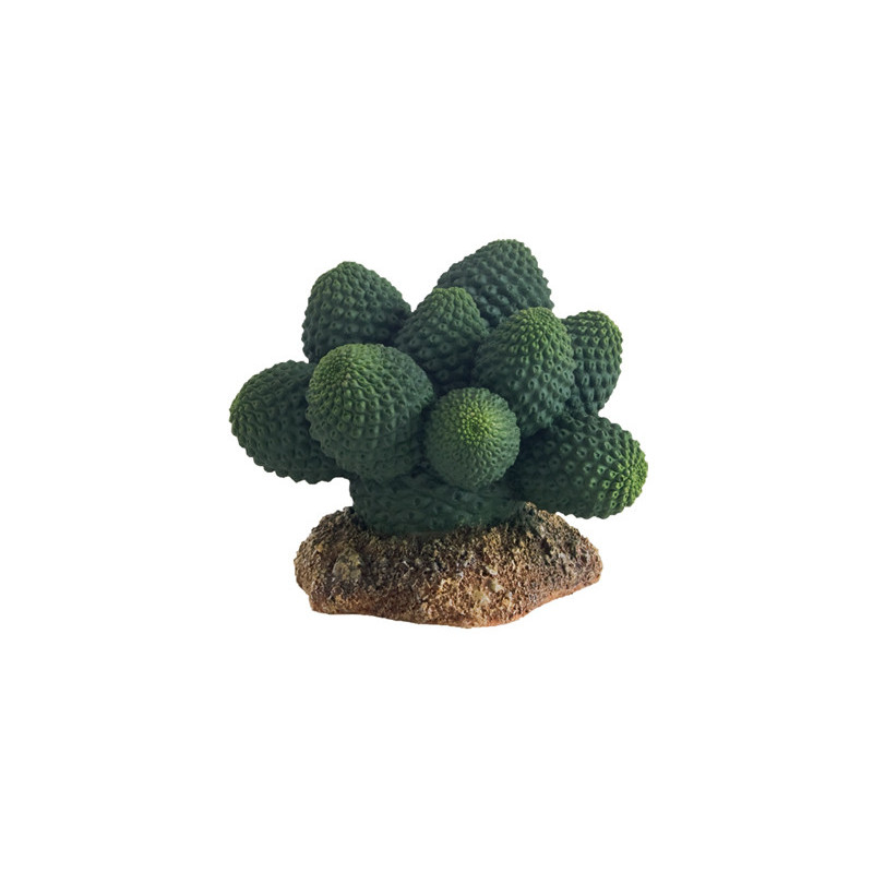 *CACTUS ATACAMMA 7cm HOBBY (sur commande)