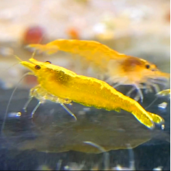 Crevette Yellow Golden Line – Neocaridina heteropoda jaune