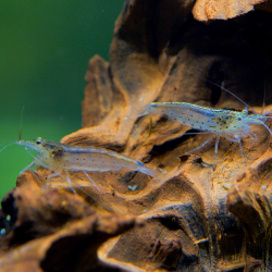 Crevette Japonica / Amano – Caridina multidentata