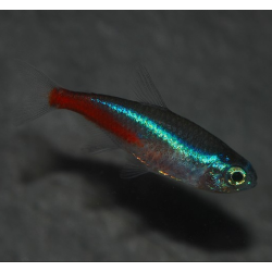 Paracheirodon innesi (Néon innesi) 2 cm