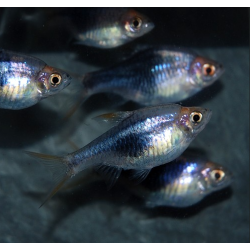 Rasbora heteromorpha (Rasbora arlequin) bleu nuit (noir) 2 cm