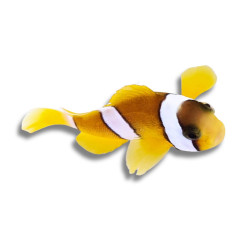 Amphiprion clarkii - Poisson-Clown de Clark 2 cm