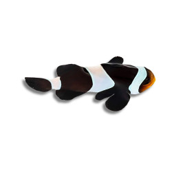 Amphiprion darwini - Poisson-Clown Noir 2 cm