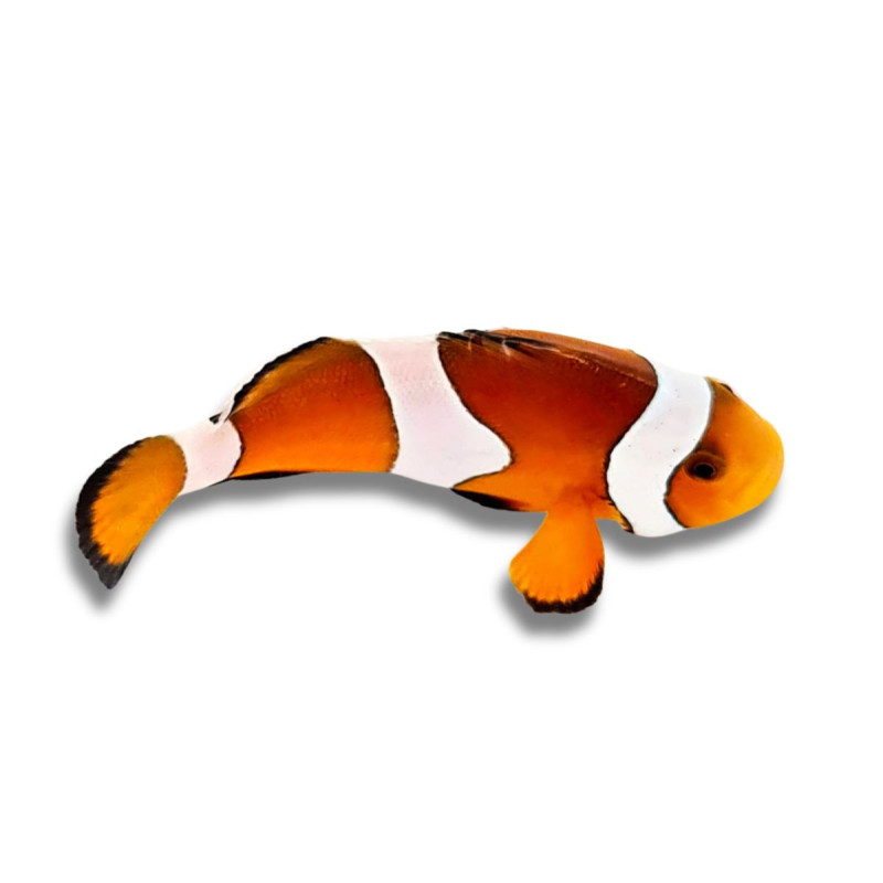 Amphiprion ocellaris - Poisson-Clown Ocellaris 2 cm
