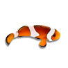 Amphiprion ocellaris - Poisson-Clown Ocellaris 2 cm