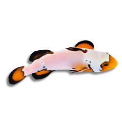 Amphiprion ocellaris Snowflake Extrême - Poisson Clown de Sélection...