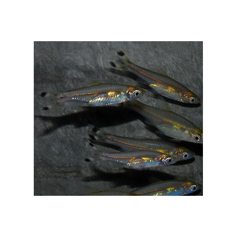 Rasbora trilineata (Poisson ciseaux) 5-5,5 cm (s)
