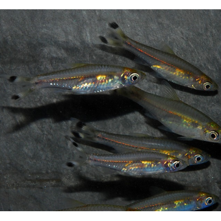 Rasbora trilineata (Poisson ciseaux) 5-5,5 cm (s)