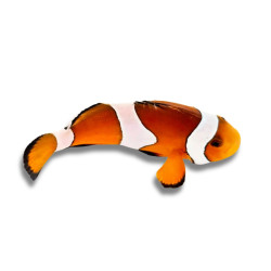 Amphiprion ocellaris misbar varié 3,5 cm