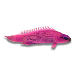 Pseudochromis fridmani 4-4,5 cm
