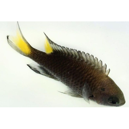 Neopomacentrus azysron 3 cm
