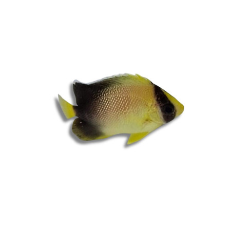 Apolemichtis xanthurus 4-4,5 cm