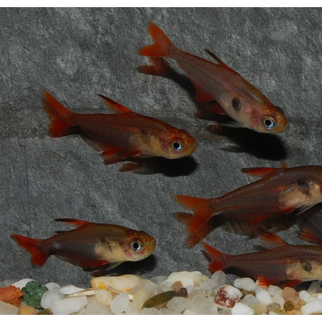 Hyphessobrycon sweglesi (Tétra fantôme rouge) 3 cm