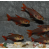 Hyphessobrycon sweglesi (Tétra fantôme rouge) 3 cm
