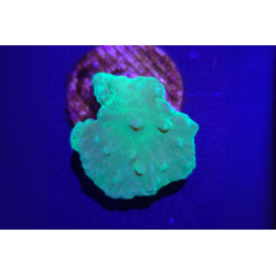 Sinularia dura vert fluo 2-3 cm