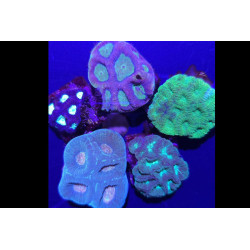 Favite spp. Assortis Vert-Bleu-Marron 3-5 cm