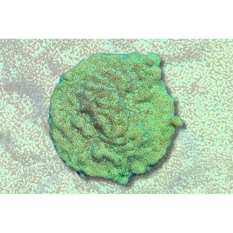 Leptoseris sp. Neon Green 2-3 cm