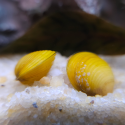 Corbicula javanicus - Palourde asiatique