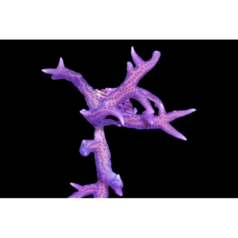 Seriatopora histrix Rose 2-4 cm